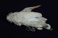 藏品(黃頭鷺)的圖片